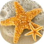 Simple Image with starfishes