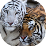 a White tiger and a bengal tiger